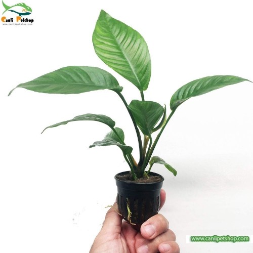 Anubias Heterophylla L BOY 1 Adet
