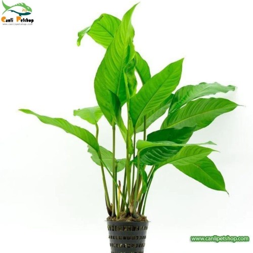 Anubias Heterophylla L BOY 1 Adet