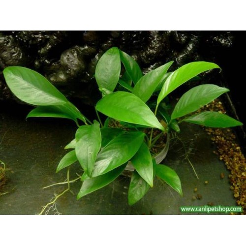 Anubias Angustifolia 1 Ad  Nadir Tür