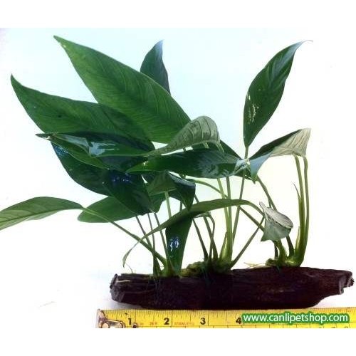Anubias Angustifolia  4 Pkt  Nadir Tür