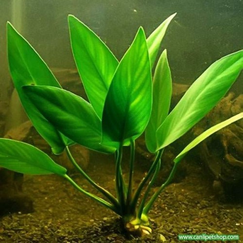 Anubias Angustifolia  4 Pkt  Nadir Tür