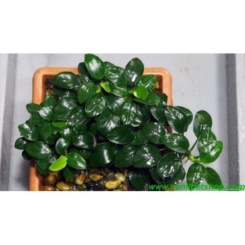 Anubias Barteri var. Nana 1 Ad 3-4 Yaprak