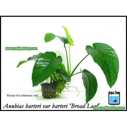 Anubias Barteri Broad Leaf 2 Ad