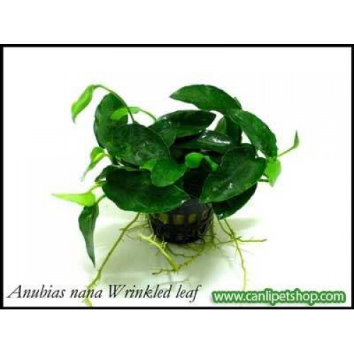Anubias barteri 'Wrinkled leaf'