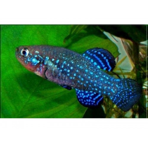Aphanius mento 1 Ad Dişi 3-5 Cm Killi Fish