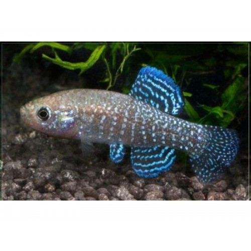 Aphanius mento 1 Ad Dişi 3-5 Cm Killi Fish