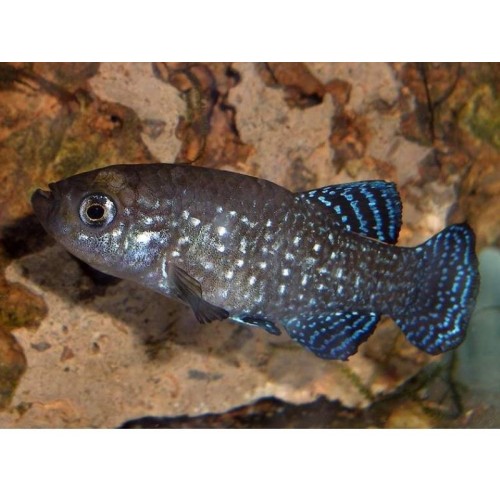 Aphanius mento Erkek 1 Ad 3-5 Cm Killi Fish