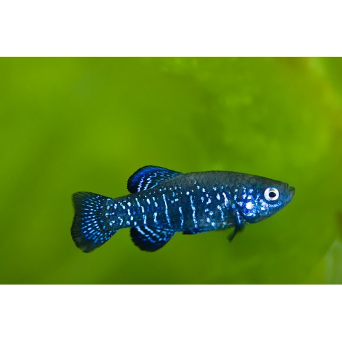 Aphanius mento 4 Ad 2-4 Cm (1Erkek+3Dişi)