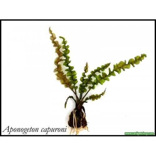 Aponogeton Capuroni 1 Ad (Bakımı Kolay)