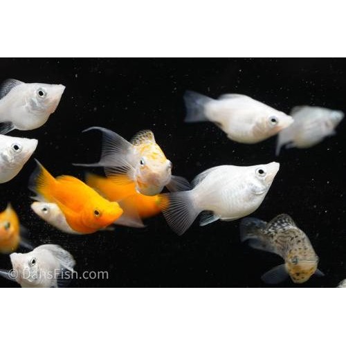 Molly Balon 3-4 Cm 3 Adet TRİO 1 Erkek 2 DİŞİ Yetişkin