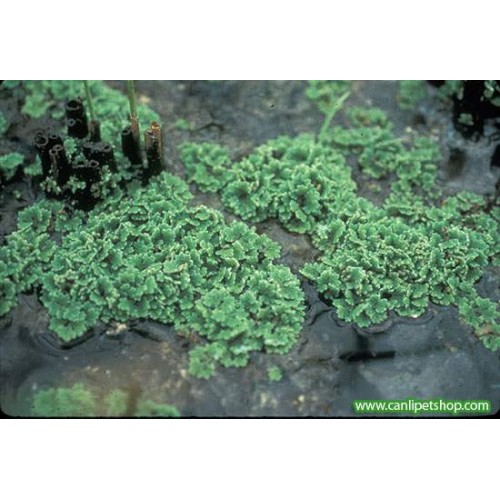 Azola Bitkisi (Azolla Caroliniana)