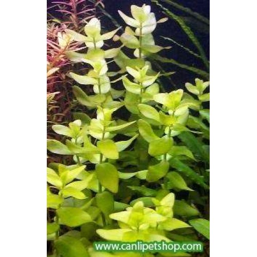 Bacopa caroliniana 5 kök