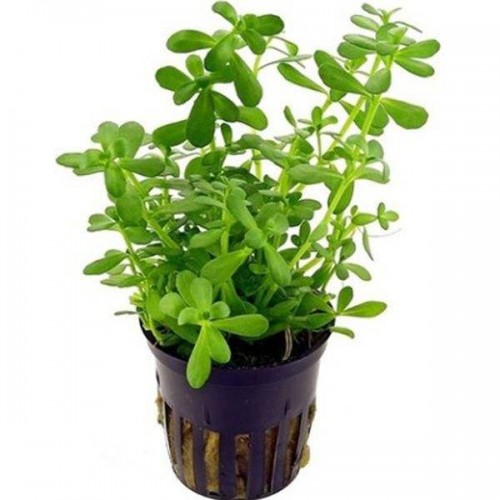 Bacopa Monnieri 1 Saksı