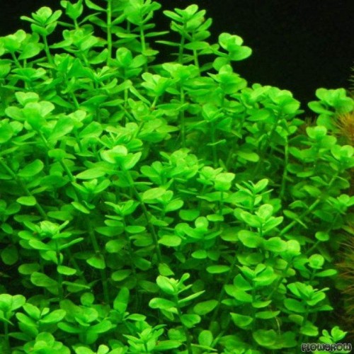 Bacopa Monnieri 5 Adet