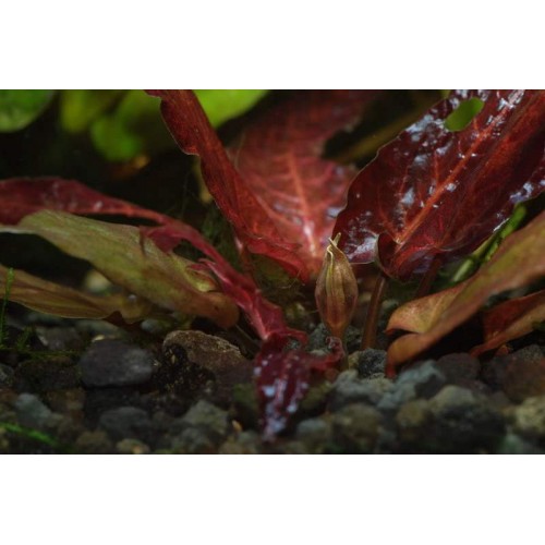 Barclaya longifolia 'Red' bulb Bakımı Kolay