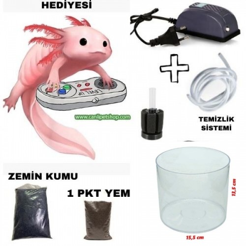 Axolotl Semenderi Ve (Yaşam alanı+Filtre Sistemi+Kum+Yem+Axolotl)
