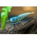 V- Bluebolt Taiwan Bee shrimp (Blue Bolt Karides) 5 Ad Kolonidir Dişi erkek karışık