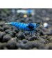 V- Bluebolt Taiwan Bee shrimp (Blue Bolt Karides) 10 Ad Kolonidir Dişi erkek karışık