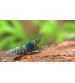 V- Bluebolt Taiwan Bee shrimp (Blue Bolt Karides) 5 Ad Kolonidir Dişi erkek karışık