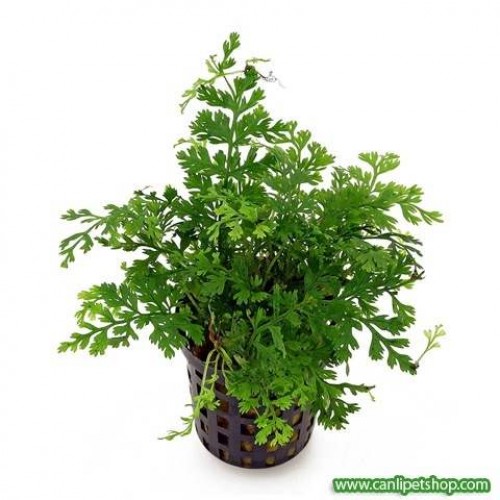 Bolbitis heteroclita difformis 1 kök