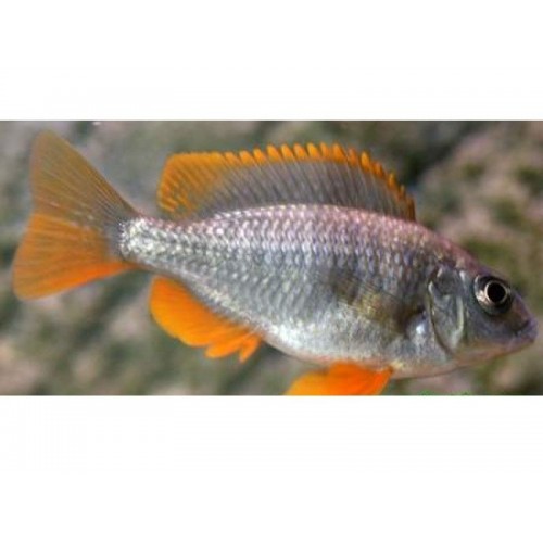 Borleyi Kadango Ciklet 1 Adet 6-7 Cm