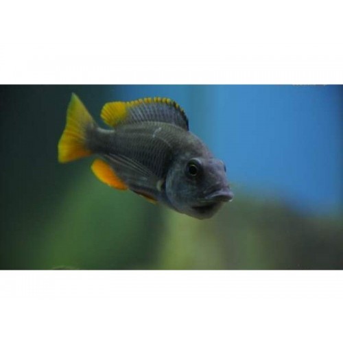 Borleyi Kadango Ciklet 2 Adet 15-17 cm (1 Erkek + 1 Dişi) 