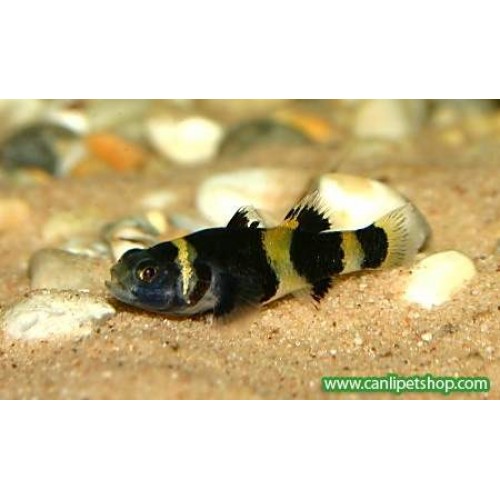 Bumble Bee - Arı Balığı - (Sarı-Siyah) 3 Adet