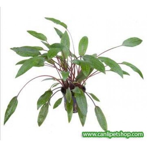 Cryptocoryne Becketti 1 Adet 3-5 Cm