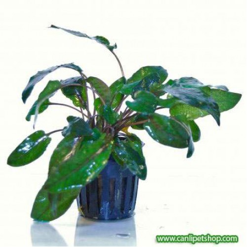 Cryptocoryne Becketti 1 Adet 3-5 Cm