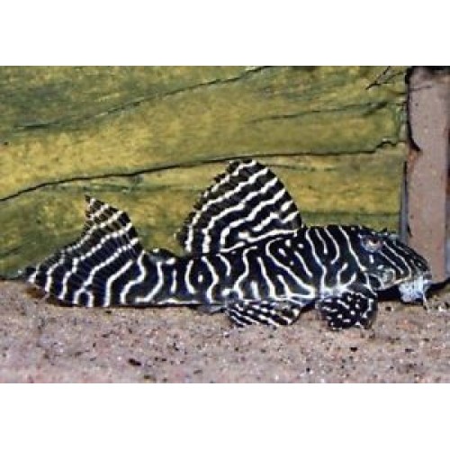 Vatoz Cüce L333 (Hypancistrus sp.King Tiger) 3-4 Cm 3 Ad