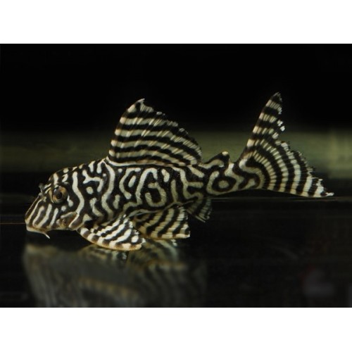 Vatoz Cüce L333 (Hypancistrus sp.King Tiger) 3-4 Cm 3 Ad