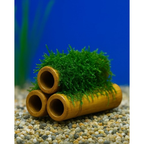 Y-Moss 3 lü Kamışa Tutturulmuş ( Karides Yuvası ve Üretim Kamışı)