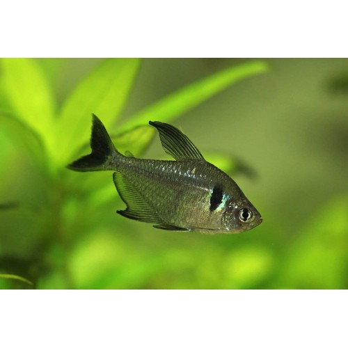Tetra Black Fantom 3 Adet 2-3 Cm 1 Erkek 2 Dişi