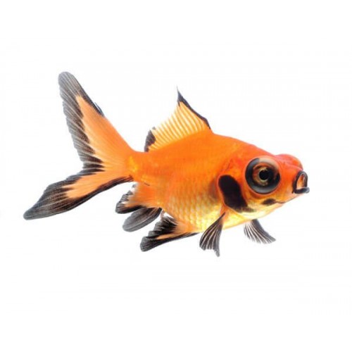 Japon  Balığı Siyah-Kırmızı Teleskop 1 Ad 6-8 Cm 