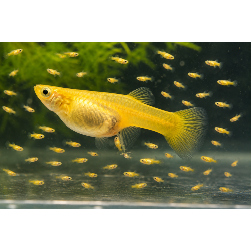 Lepistes Orjinal Full Gold 10 Ad Dişi-erkek karışık 0,5-1 cm