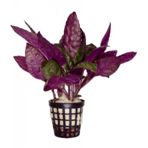 Hemigraphis Colorota 3 Adet