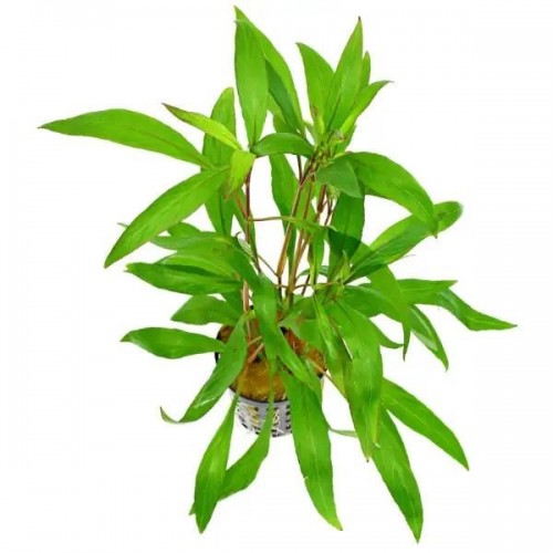 Hygrophila Corymbosa -Limon 1 Saksı 5 Kök