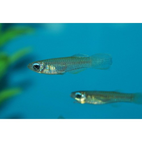 Tetra Lamba Göz 3 Ad 2-3 Cm