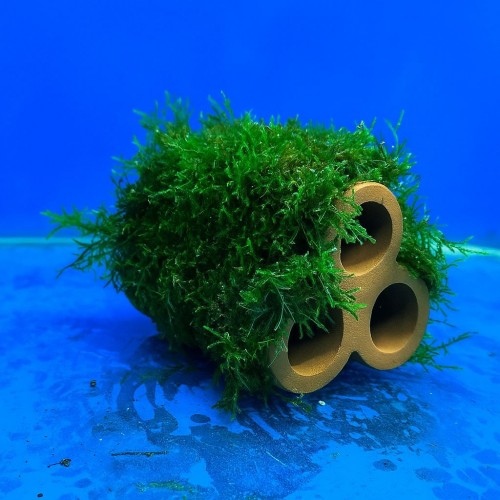 Moss Sarılı 3 Lü Seramik ( Karides Yuvası ve Akvaryum Dekoru)