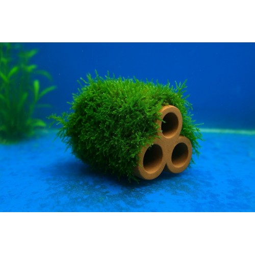 Moss Sarılı 3 Lü Seramik ( Karides Yuvası ve Akvaryum Dekoru)