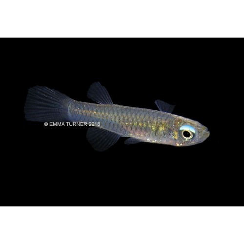 Tetra Lamba Göz 3 Ad 2-3 Cm