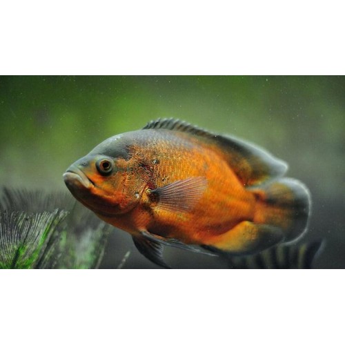 Astronot Bronz Ciklet 1 Adet  12-15 Cm