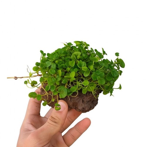 Dichondra Repens "Kayaya Tutturulmuş"