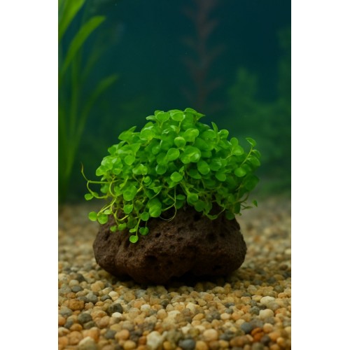 Dichondra Repens "Kayaya Tutturulmuş"