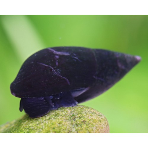 .Melani Snail 10 Adet 1-2 Cm Cam Yosun Yiyici