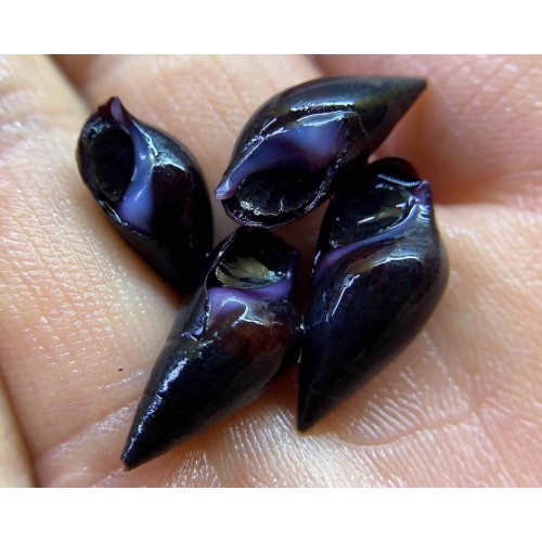 .Melani Snail 10 Adet 1-2 Cm Cam Yosun Yiyici