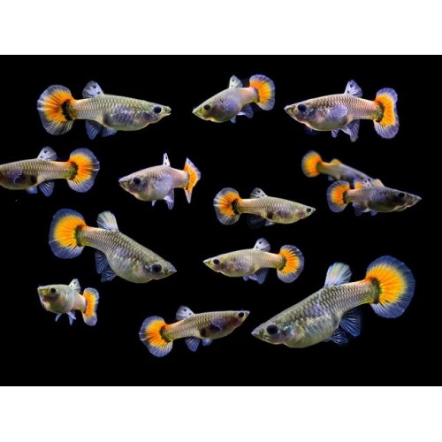 Lepistes Fil Kulagı Kırmızı Kuyruk (Red Tail Elephand Ear) 1 Ad Dişi 3-4 Cm 