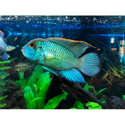 ...Green Terör Ciklet Elektrik Blue acara 1 Ad 5-7 Cm Süper Uyumlu Tür