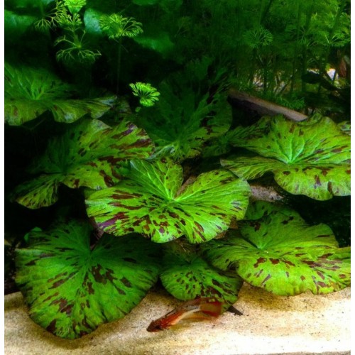 Nymphaea lotus Green Yeşil (zenkeri) 1 Ad bakımı kolay