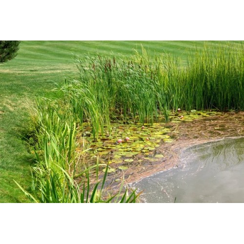 Havuz Kenarı Sazlık 1 Adet 30-50 cm Havuz Btikisi